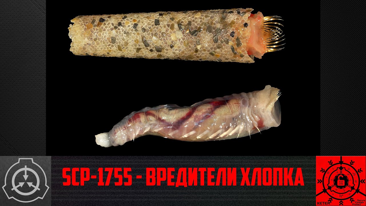 SCP 1755   Вредители хлопка