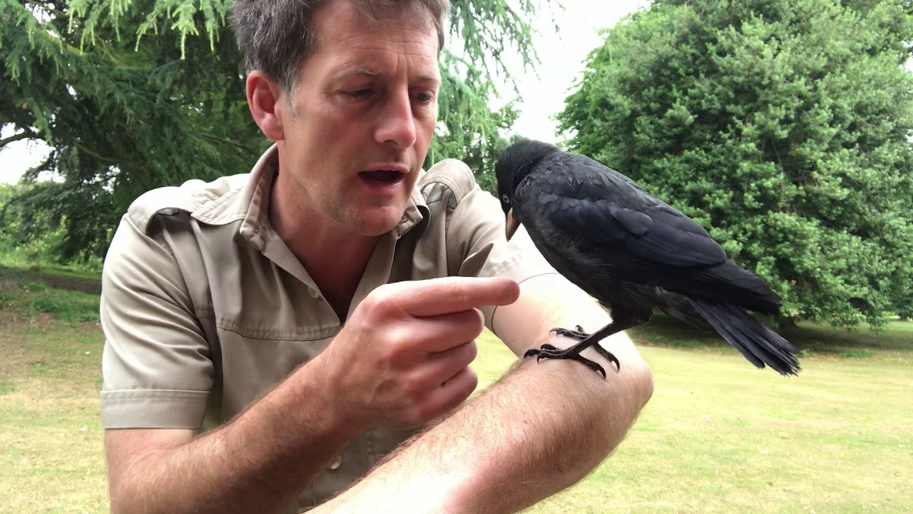 my pet jackdaw #9