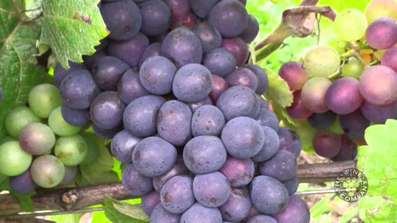 What kind of grapes are in Champagne?