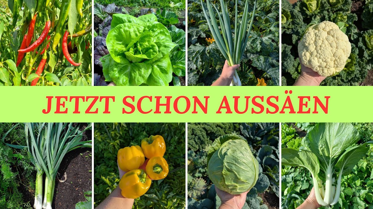 Jetzt schon aussäen - 19 Gemüse für die Aussaat im Januar