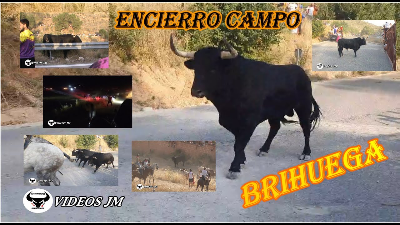 Encierro Campo Brihuega 2025.. Espectacular Resumen.!!!