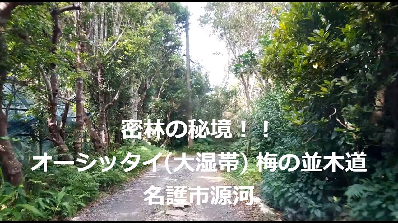 密林の秘境！！源河集落 “オーシッタイ(大湿帯)” 白梅の並木道 2025
