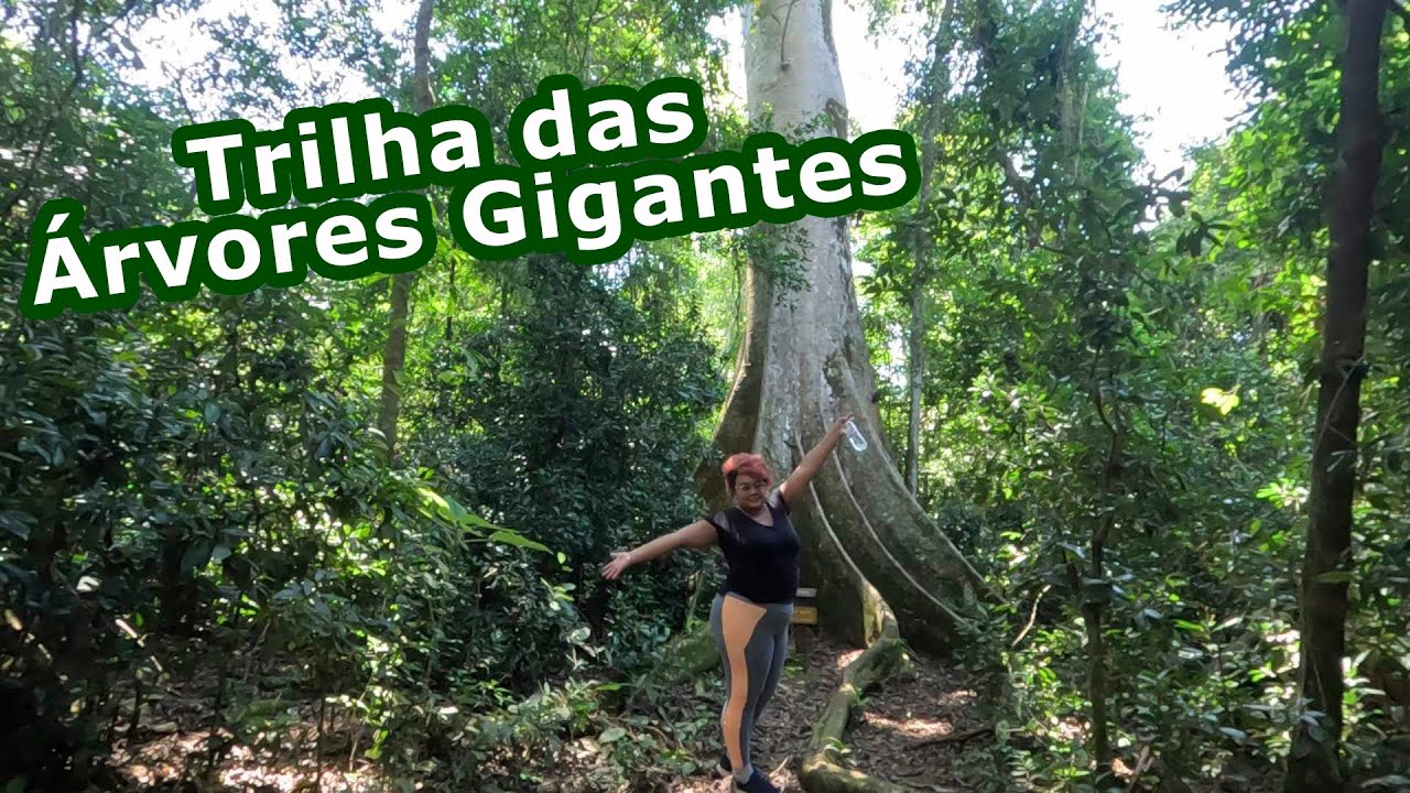 Trilha das Arvores Gigantes - Porto Ferreira