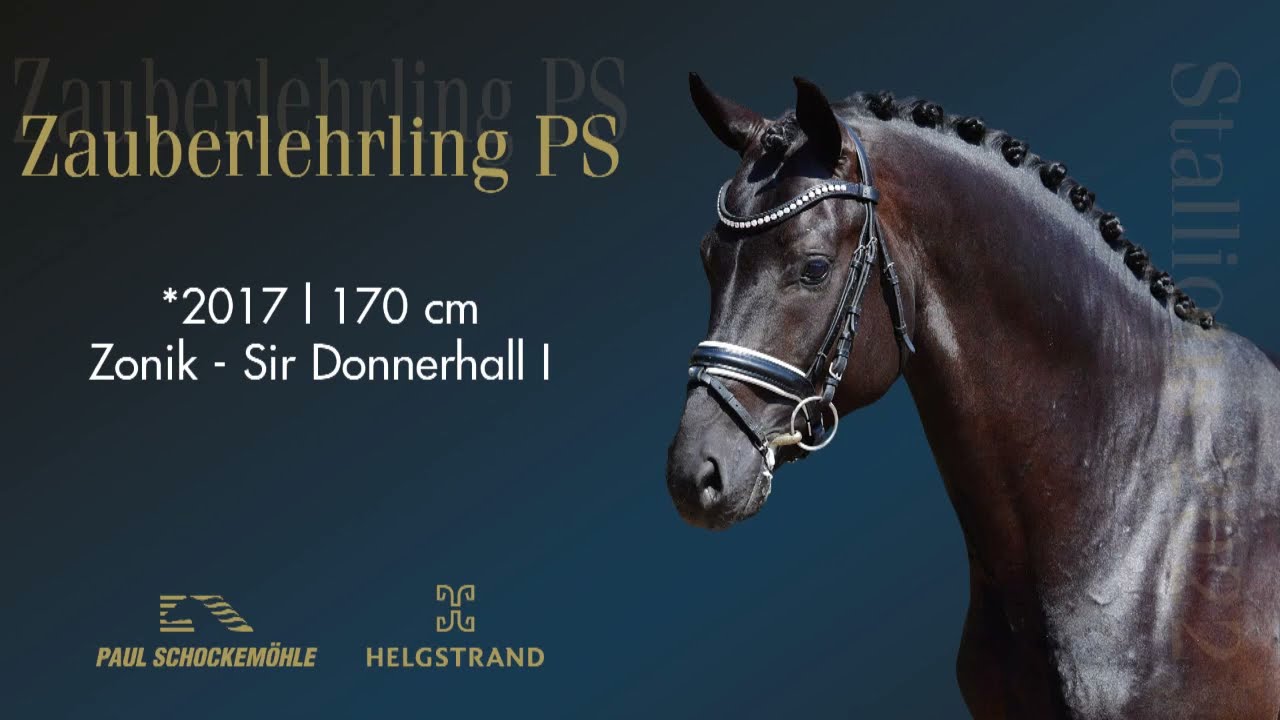 Zauberlehrling PS - Dressage Collection 2022 Schockemöhle & Helgstrand (ENG)