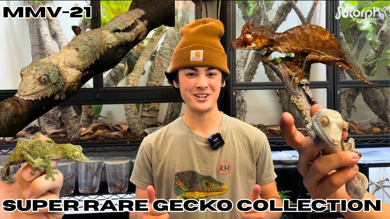 Super Rare Gecko Collection Tour With Gekkota Culture MUST SEE!