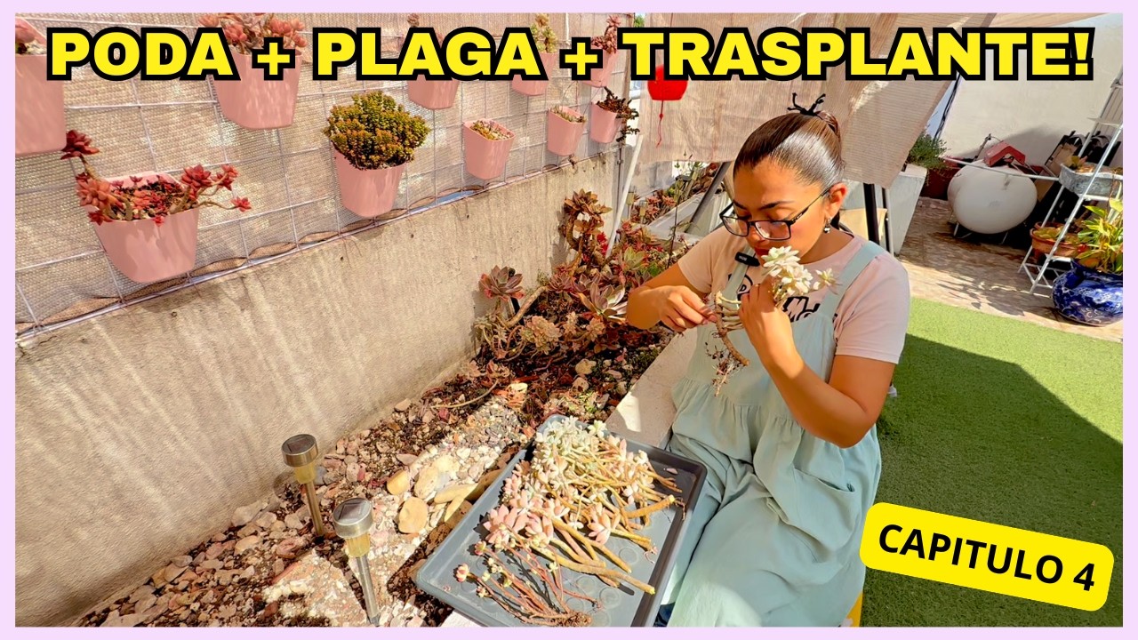RENOVANDO JARDINERAS | PODA PLAGA Y TRASPLANTE DE SUCULENTAS PASO A PASO || CAPITULO 4