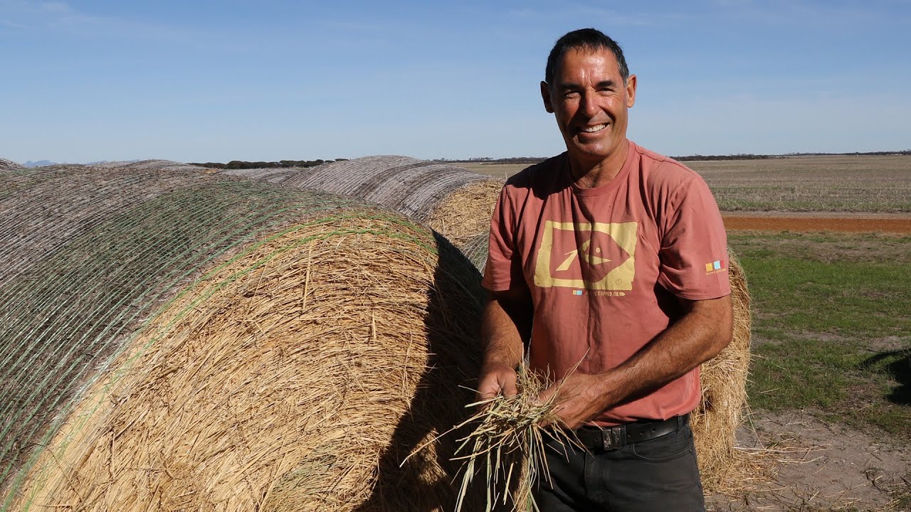 Tall Wheat Grass - A Cropping Solution to Salinity | DPIRD