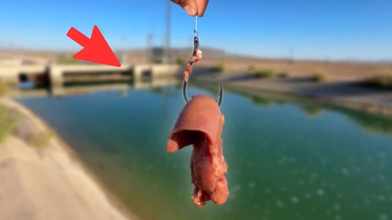 This Bait Worked WAY Better Than Expected! (Surprise Catch)