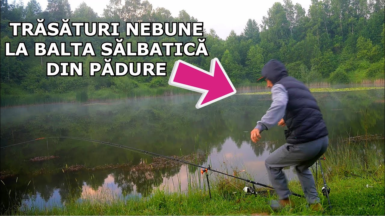 TRĂSĂTURI NEBUNE si CRAPI SALBATICI La BALTA DIN PADURE cu Mamaliga si Porumb pe Method Feeder