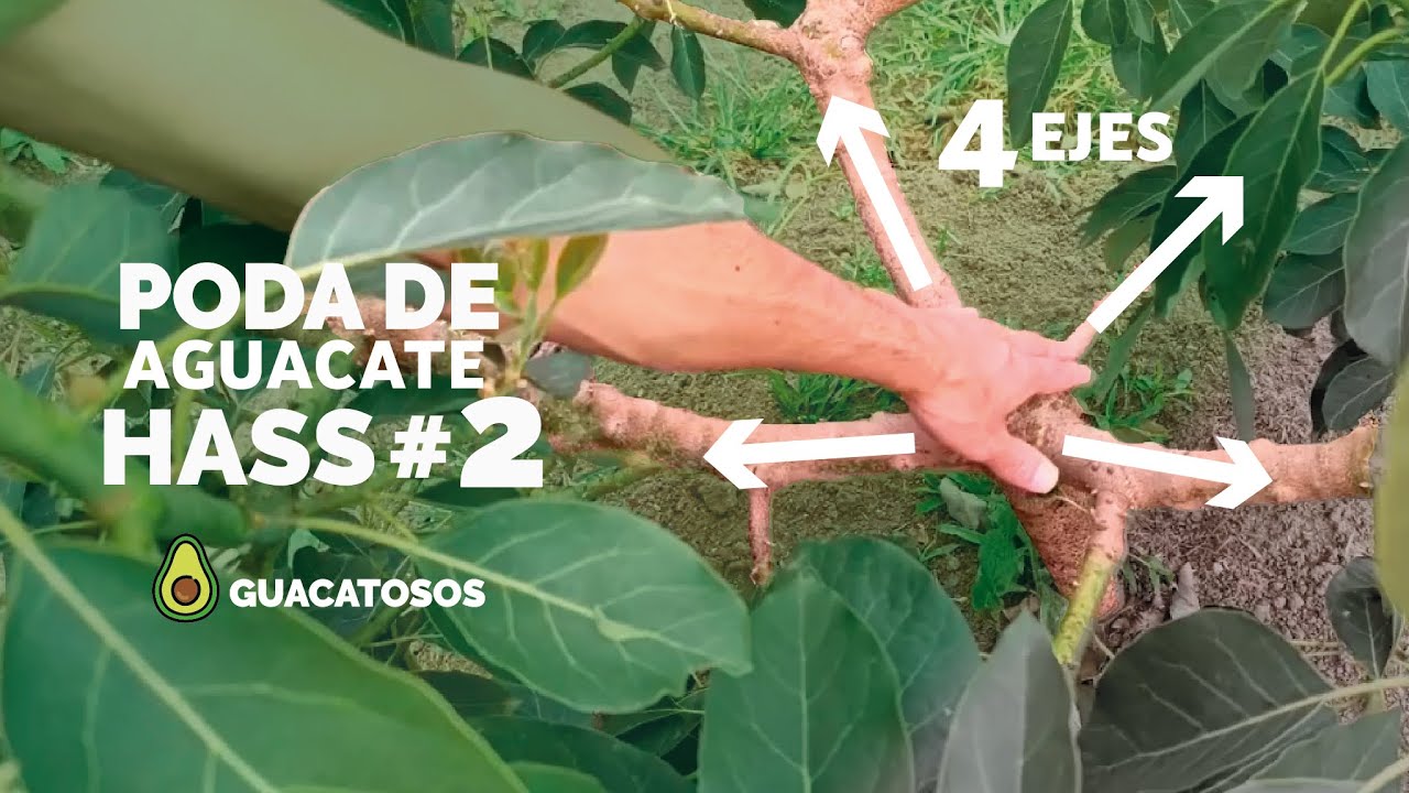 PODA de FORMACIÓN #2 en AGUACATE - 4 ejes principales