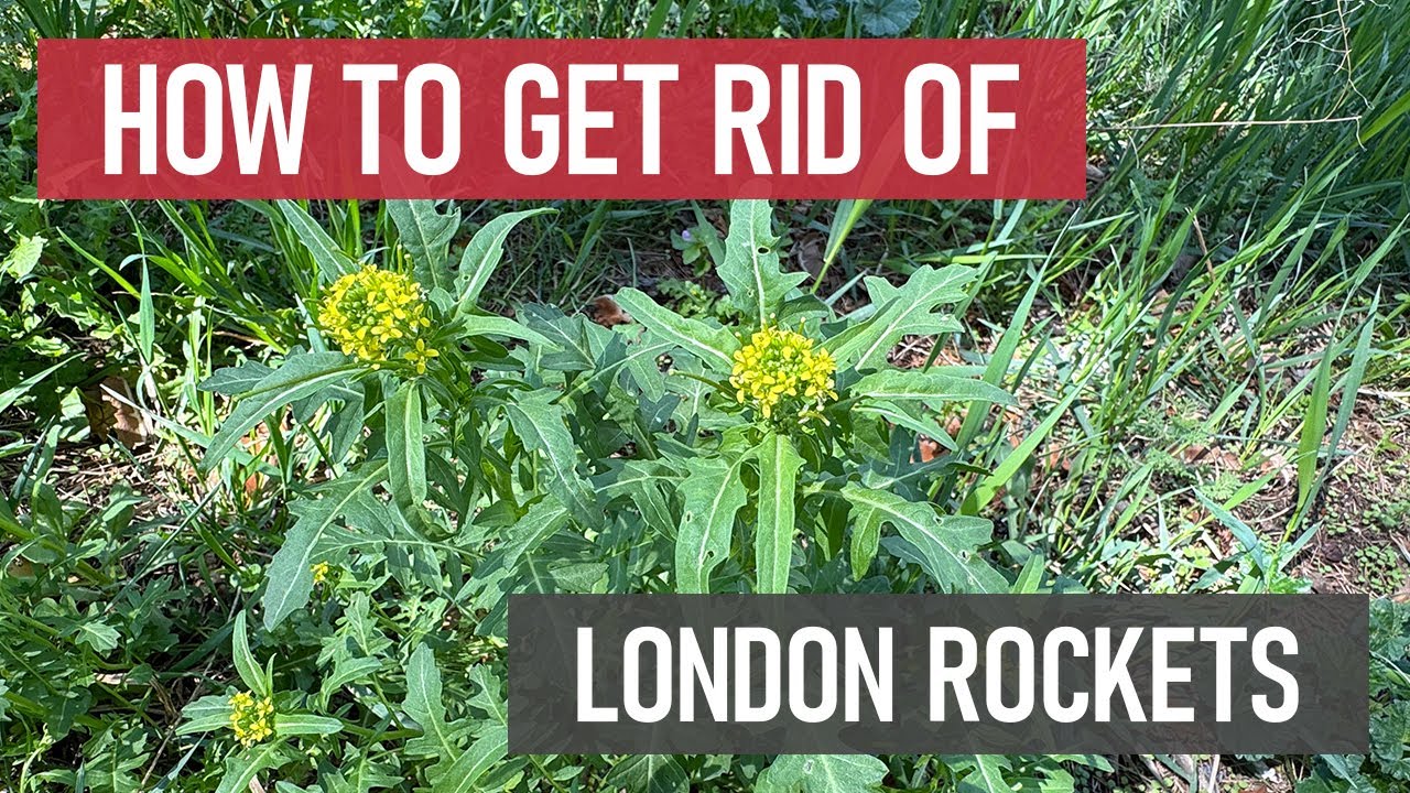 How to Get Rid of London Rockets [DIY Weed Management]