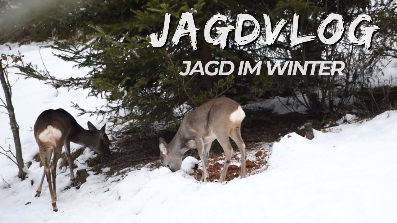 Jagen im Winter | Erfolgreiche Rehwildjagd bei Schnee | chris_hunting