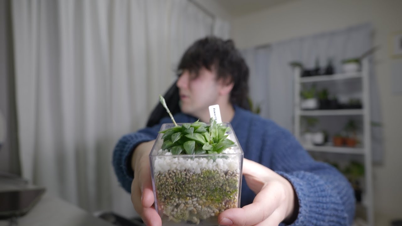 オベサに続いてハオルチアからもなんか生えてきた #観葉植物 #アガベ #ハオルチア