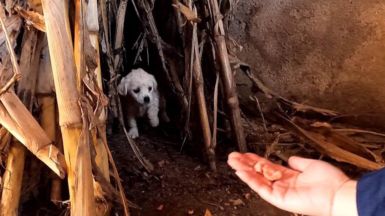 Rescue timid puppy hiding in barn