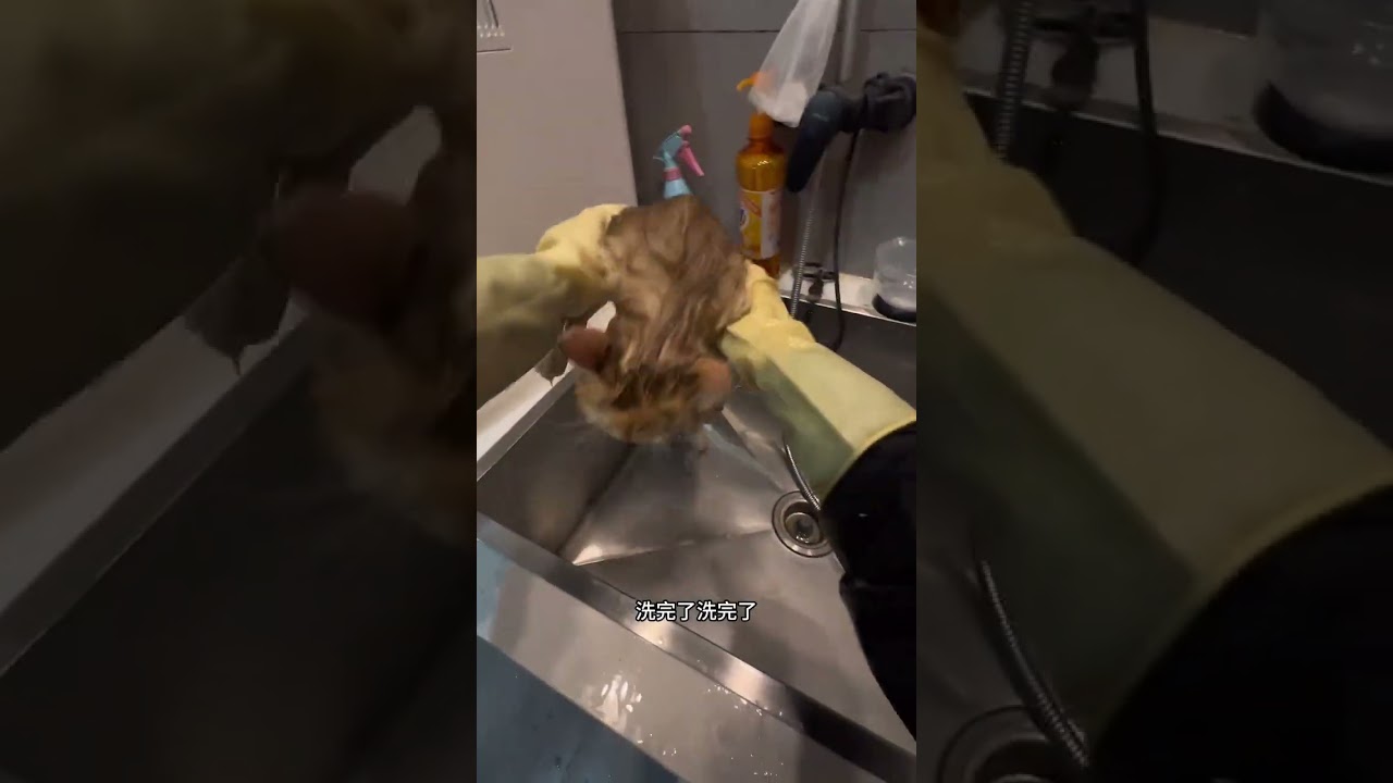 Immersive cleansing and care for two long-haired cats that have become cute#Cat bath#Horma