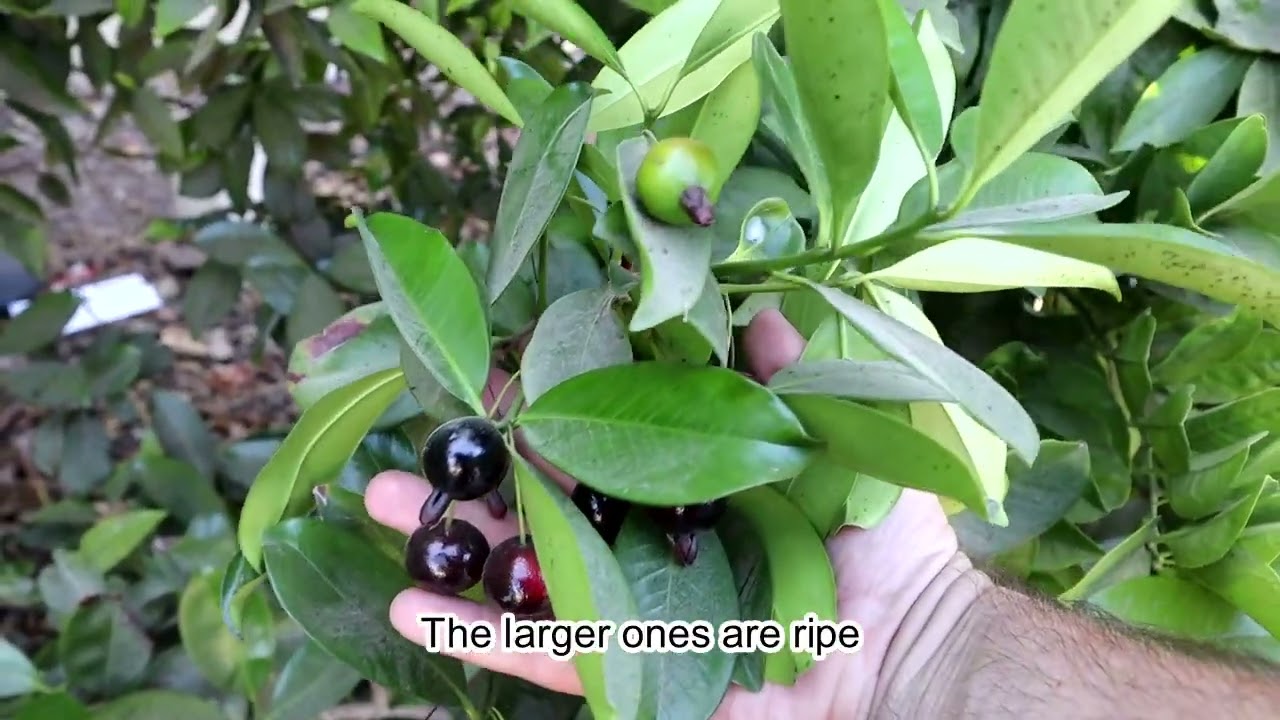 2 Different Grumichama Fruit Varieties Picking And Eating - Brazilian Cherry (Eugenia brasiliensis)