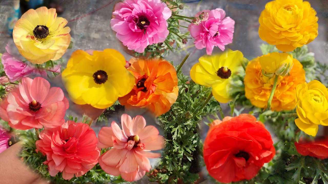 King of Winter Flowers - Ranunculus Care Tips || How to Grow and Care Ranunculus Plant