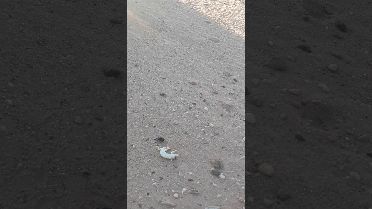 صيد سمك الصحراء ( الشرشمان ) وعراك مع خنفوس في اجواء شمسية قي صحراء الجزائر