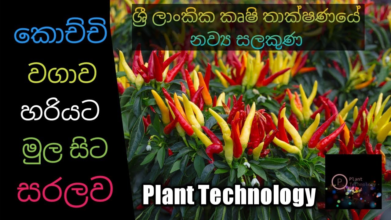 Kochchi wagawa sinhala - how to grow bird chili sinhala  - Plant Technology