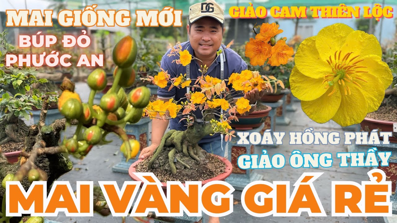 06-03 HOÀNG VIỆT Giao Lưu Mai Vàng Giá Rẻ, Giảo Cam Thiên Lộc, Giảo Ông Thầy, Giảo Xoáy Hồng Phát...