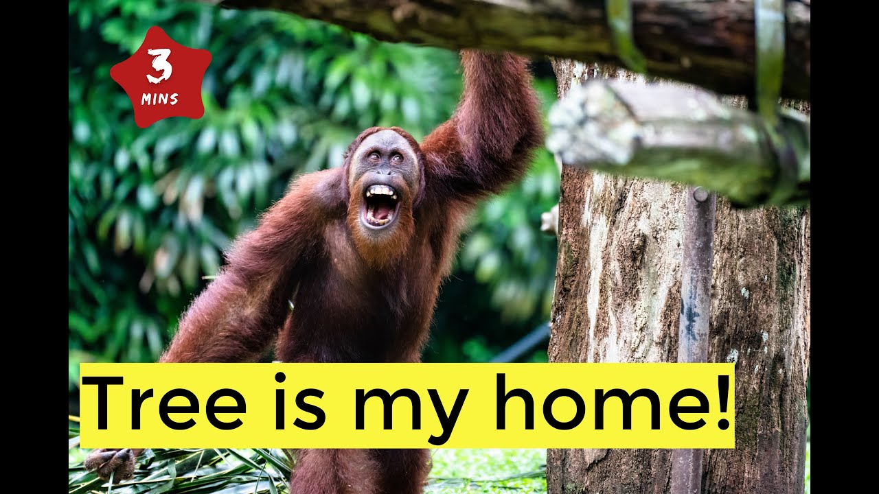 Animals who live on Trees : Arboreal Animals (Kid)