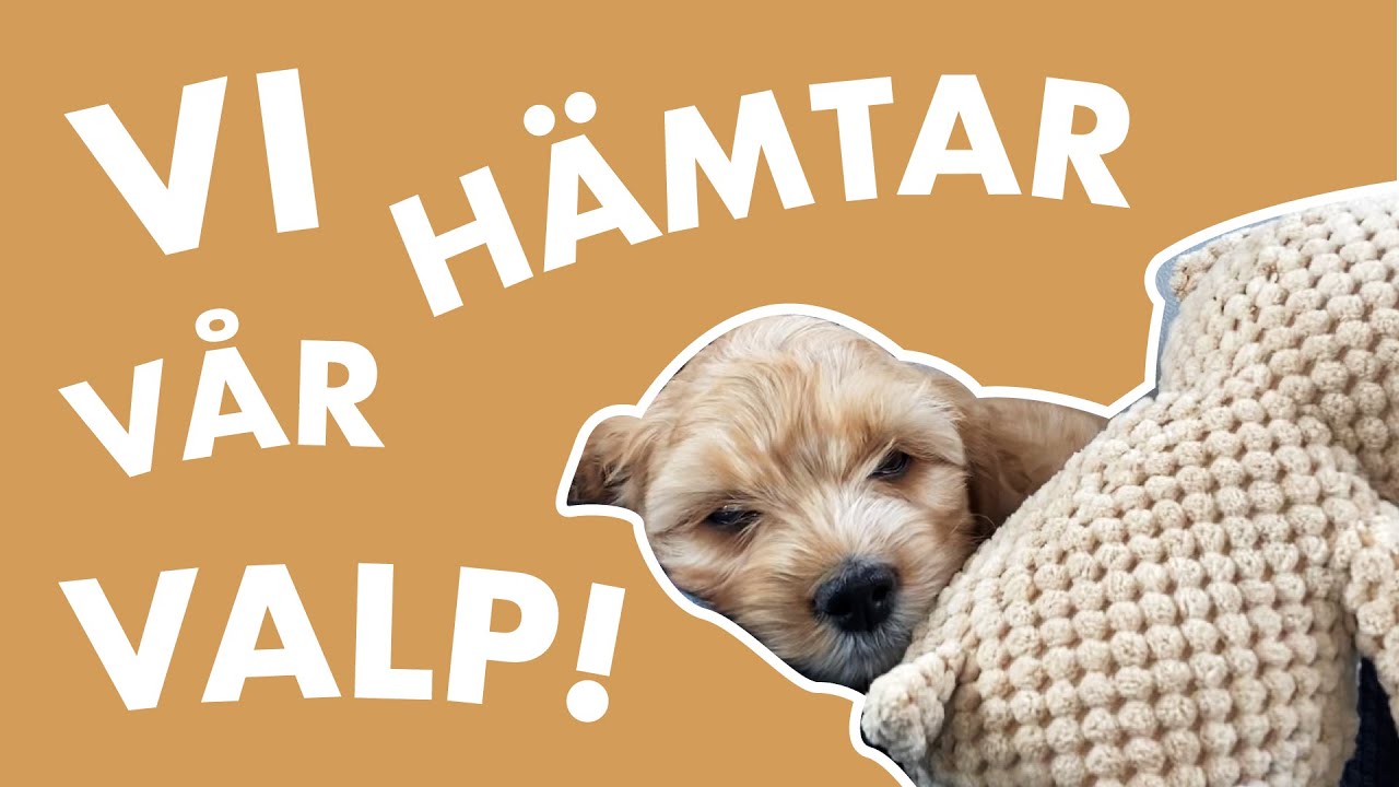 VI HÄMTAR VÅR VALP!