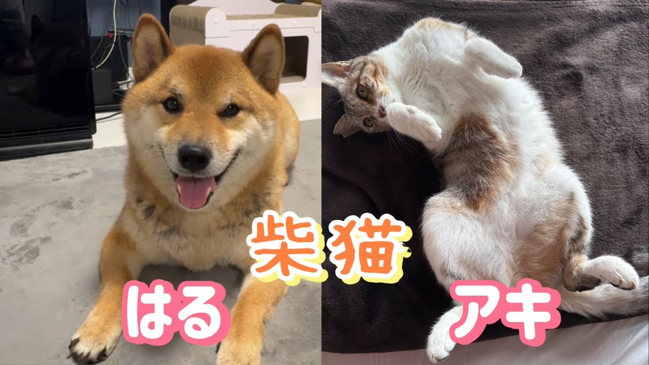 さあ、なんだか今日はテンション高いぜ