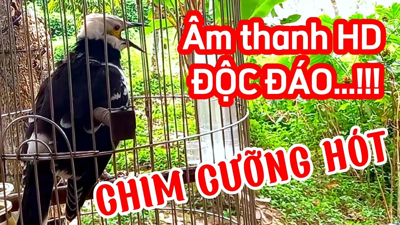 Tiếng chim Cưỡng hót to, âm thanh HD trong vắt cực đã - Chim Cưỡng hót và gáy mồi độc lạ thư giãn.