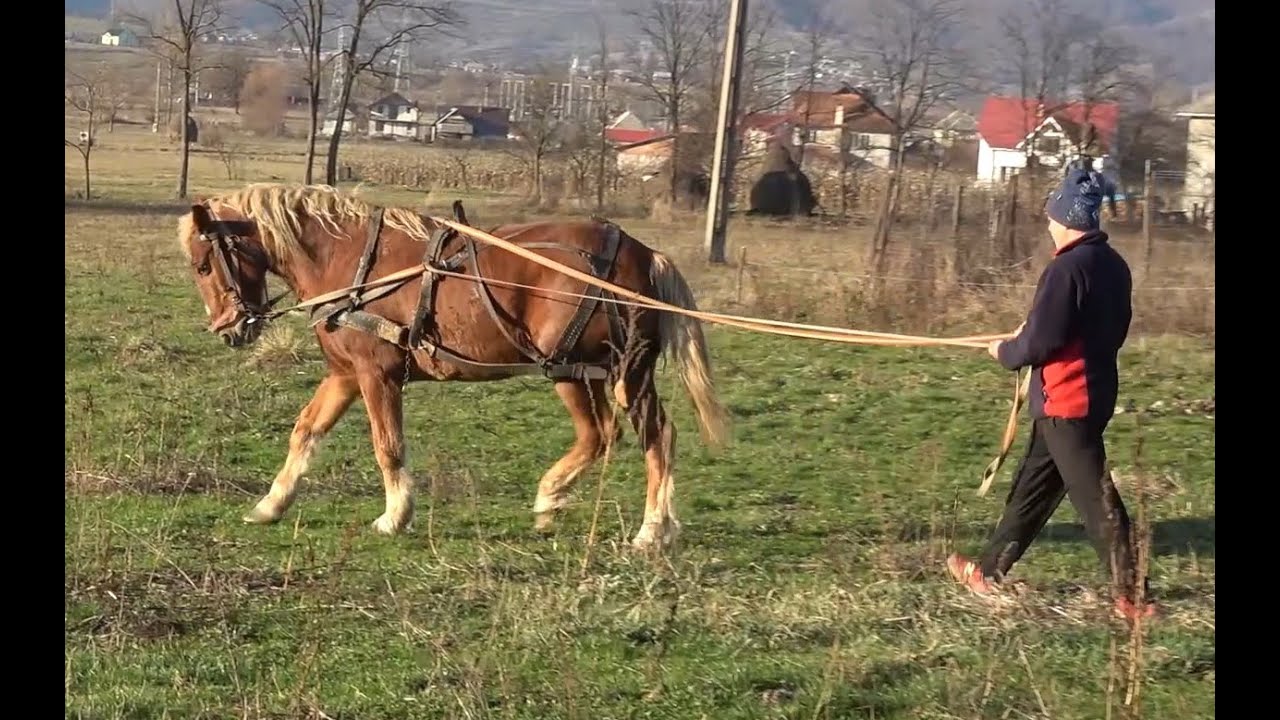 Calutul Piersic tot mai puternic Targu Lapus, Maramures - 2019 Nou!!!