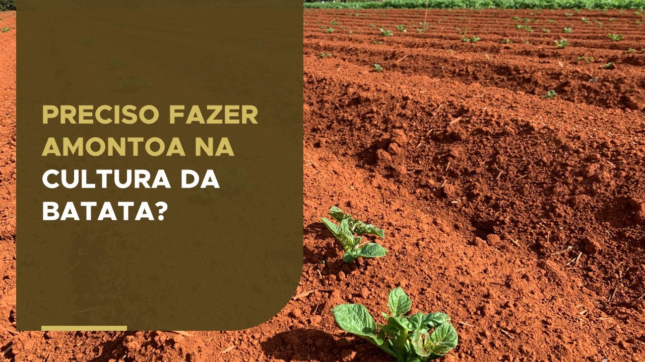 Preciso fazer amontoa na cultura da batata?