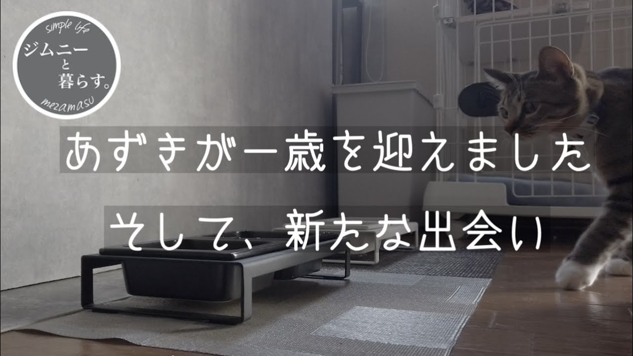 【ご報告です】あずきが一歳を迎えました。そして新たな出会いもありました。
