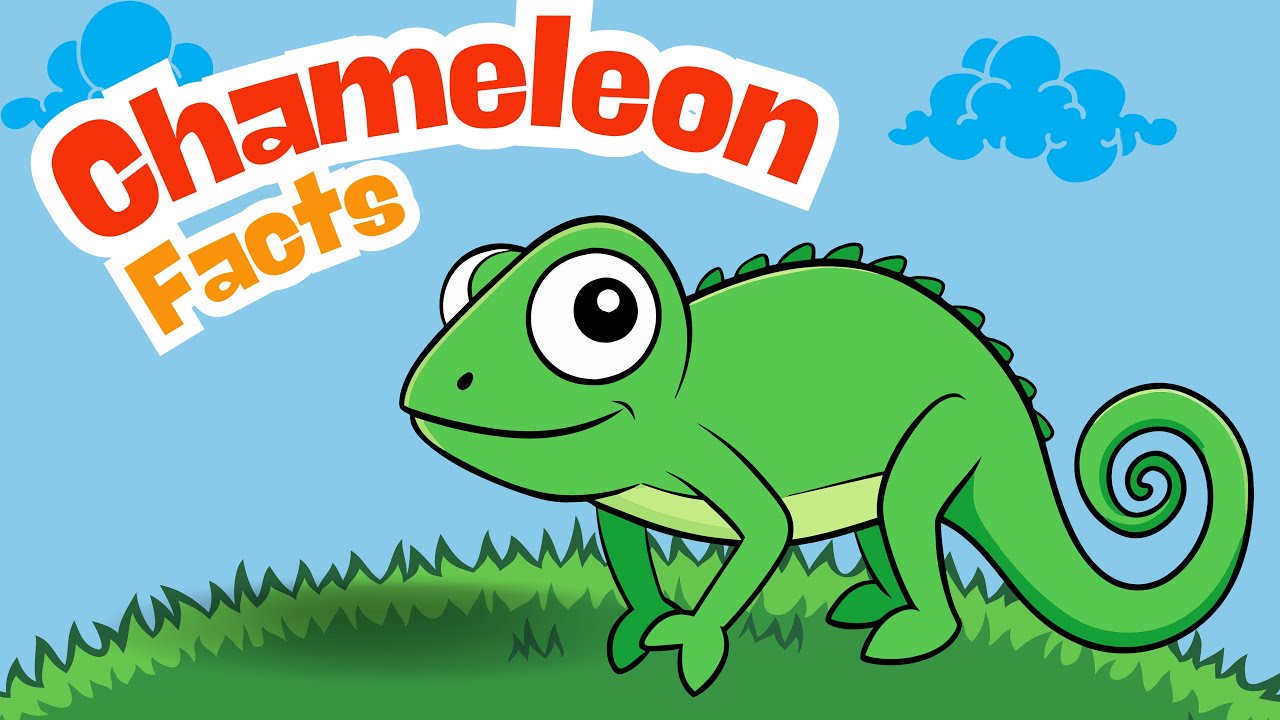 Incredible Chameleon Facts For Kids