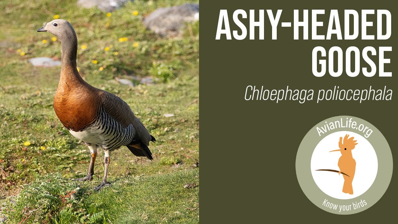 Ashy-headed Goose - Chloephaga poliocephala