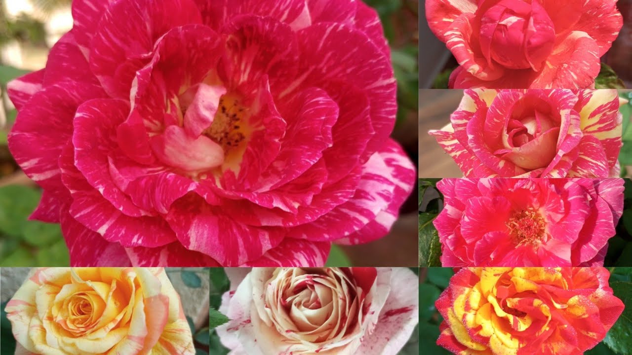TOP 20 VARIETIES OF MY STRIPED ROSES