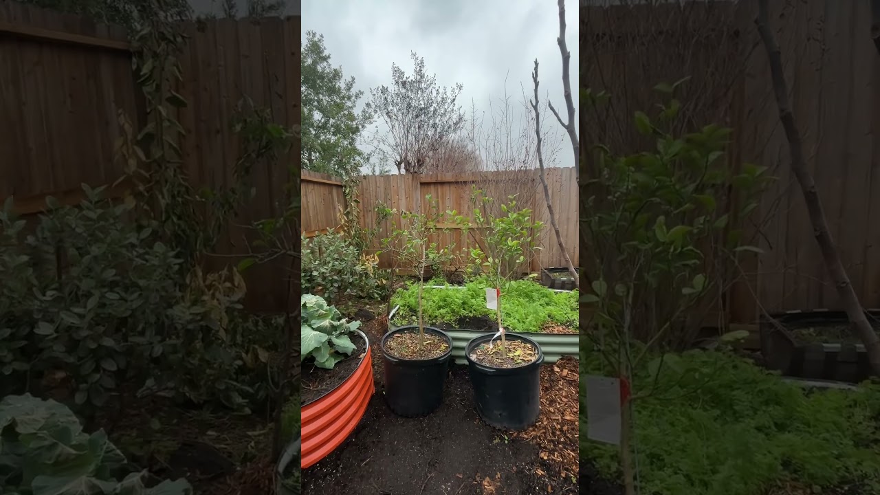 All You Need Is A 15-20 Gallon Container For Citrus Trees