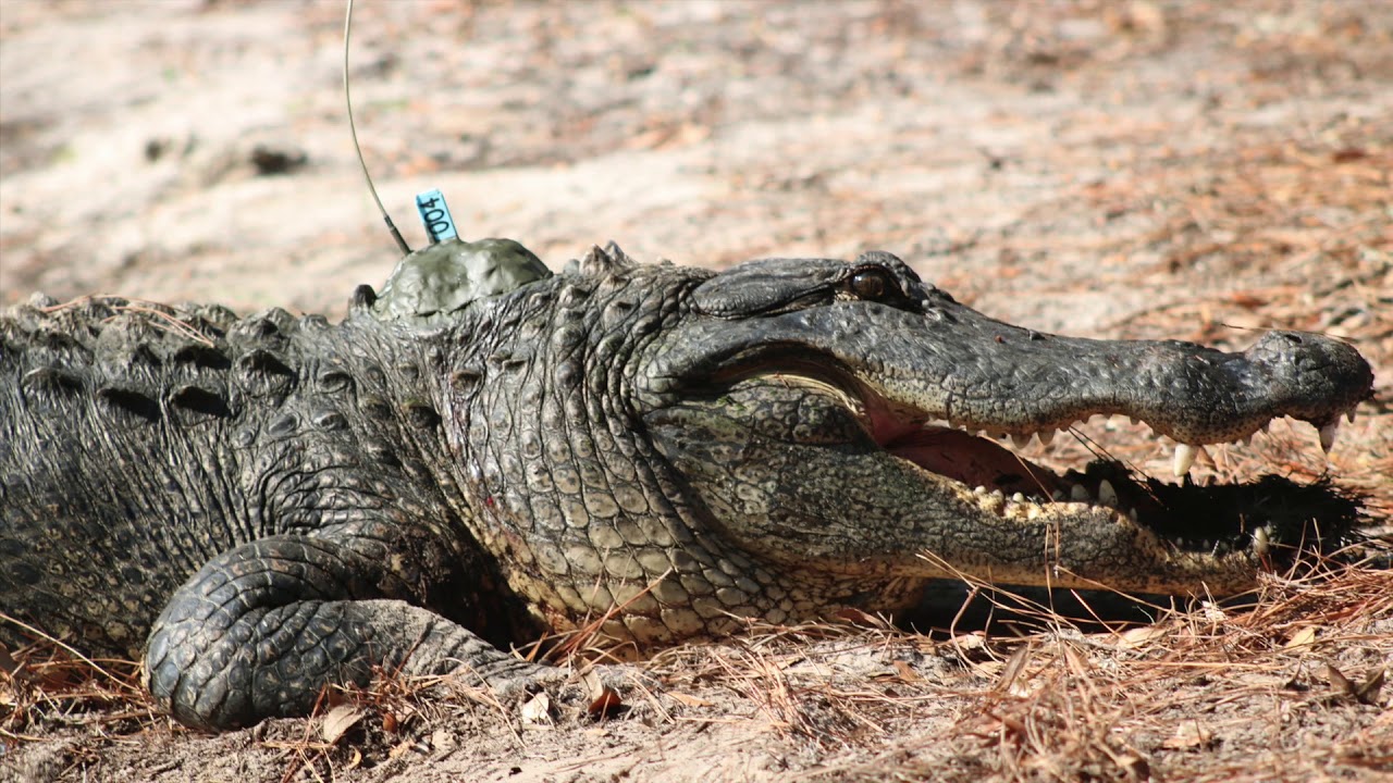 Wild About Alligators