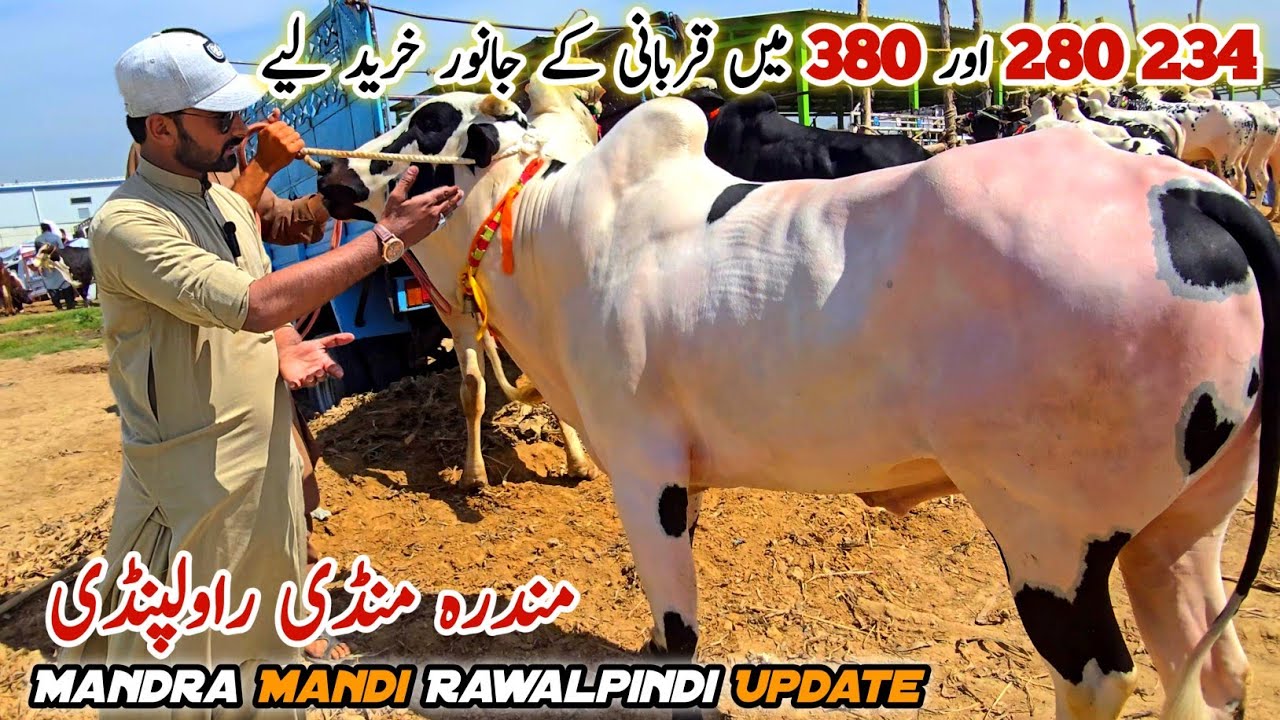 Today Mandra Mandi Latest Update 15 April 2026 | Bakra Eid Qurbani Bhatta Chowk Mandi 