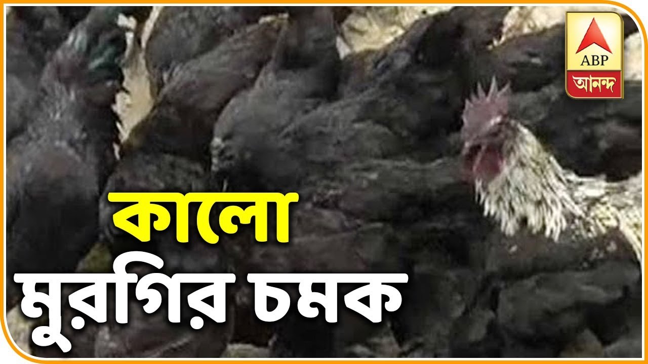 কাকদ্বীপে শুরু করকনাথ মুরগি পালন, কালো মাংসে সারে রোগ, দাবি বিশেষজ্ঞদের| ABP Ananda