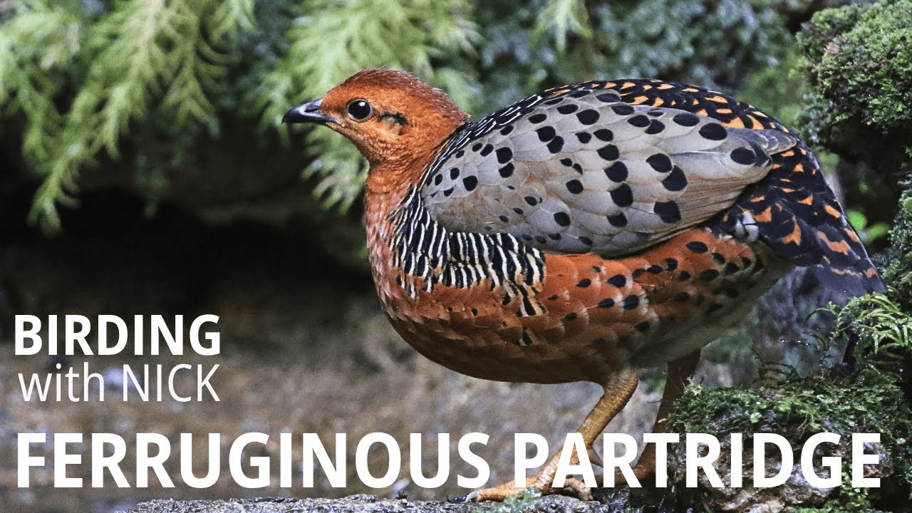 Fabulous Ferruginous Partridge | Caloperdix oculeus