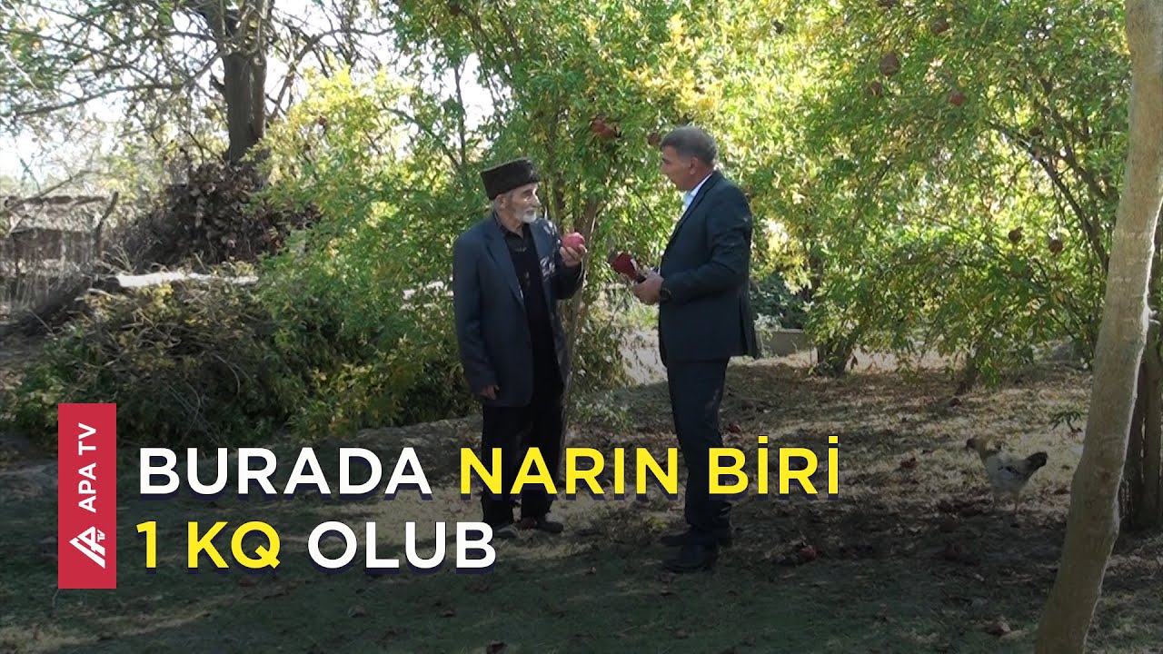 Moskvada və Fransada mükafat alan  Qazyan narı-Nar ilk dəfə Ucarda əkilib - APA TV