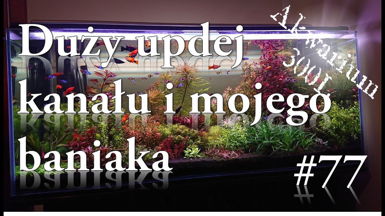 Akwarystyka - 077. Duży updejt kanału + updejt zbiornika