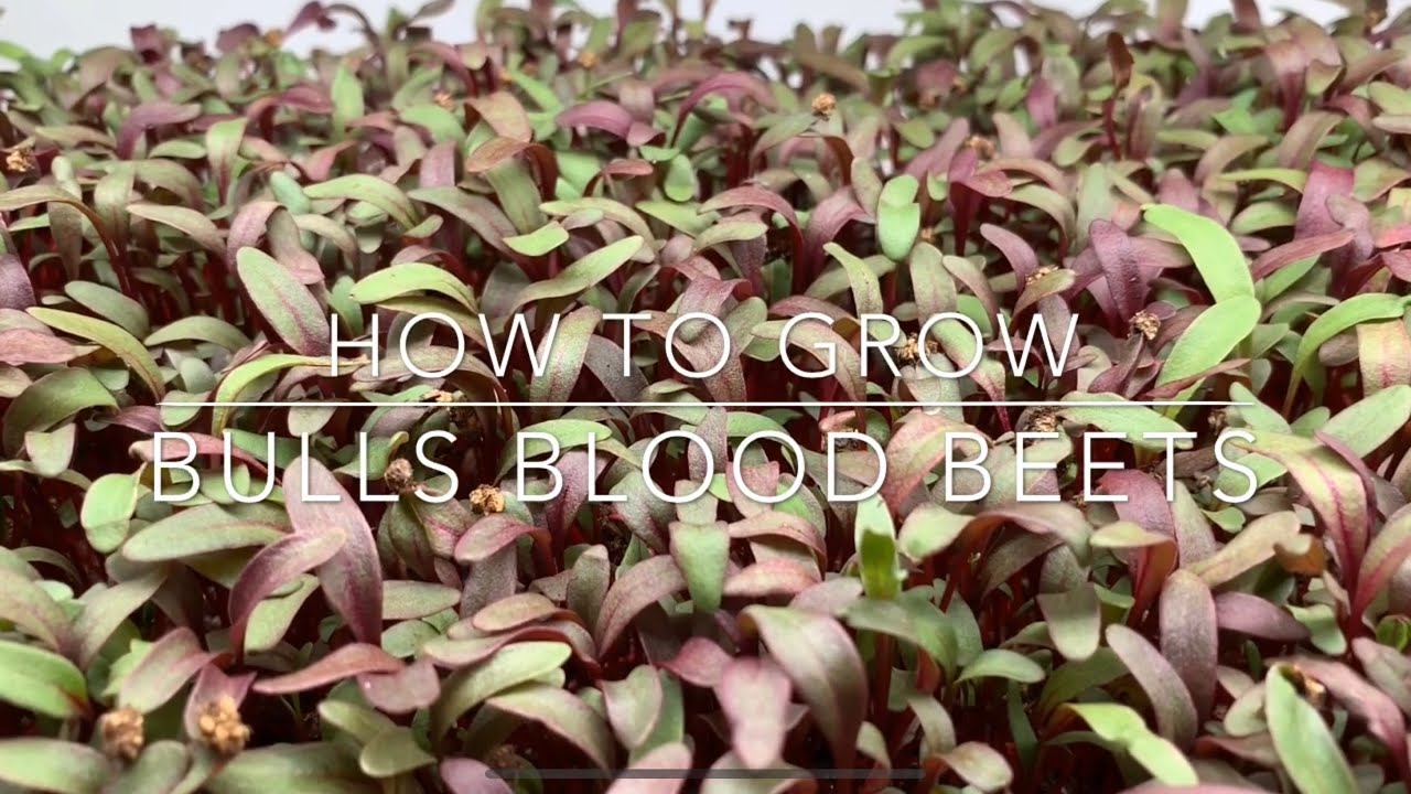 How To Grow Bulls Blood Beet Microgreens