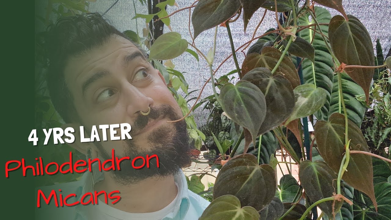 Philodendron Micans Review | 4 Years Later | Philodendron Micans Care and experiences