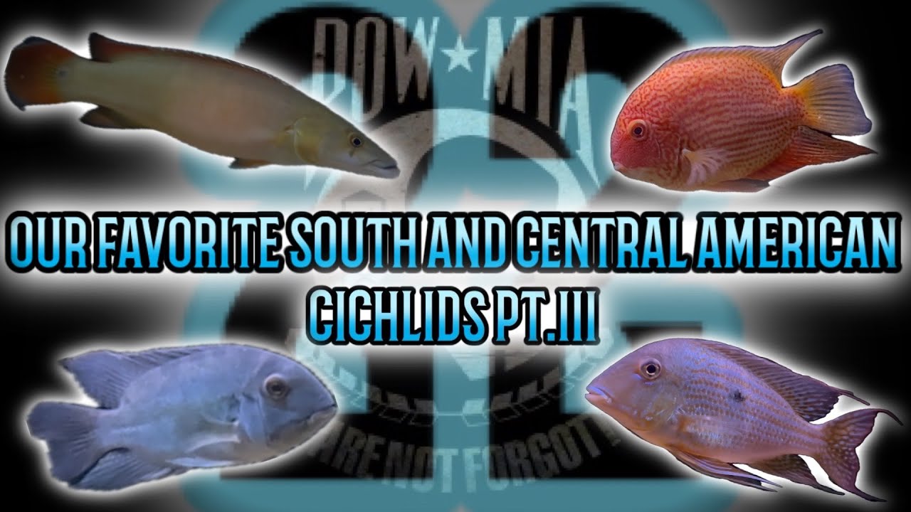 Our Top 22 South and Central American CICHLIDS    PART THREE!
