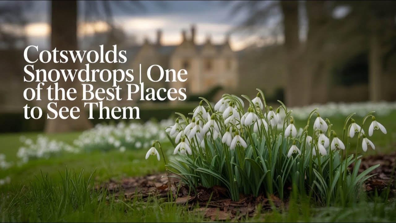 Cotswolds Snowdrops | One of the Best Places to See Them