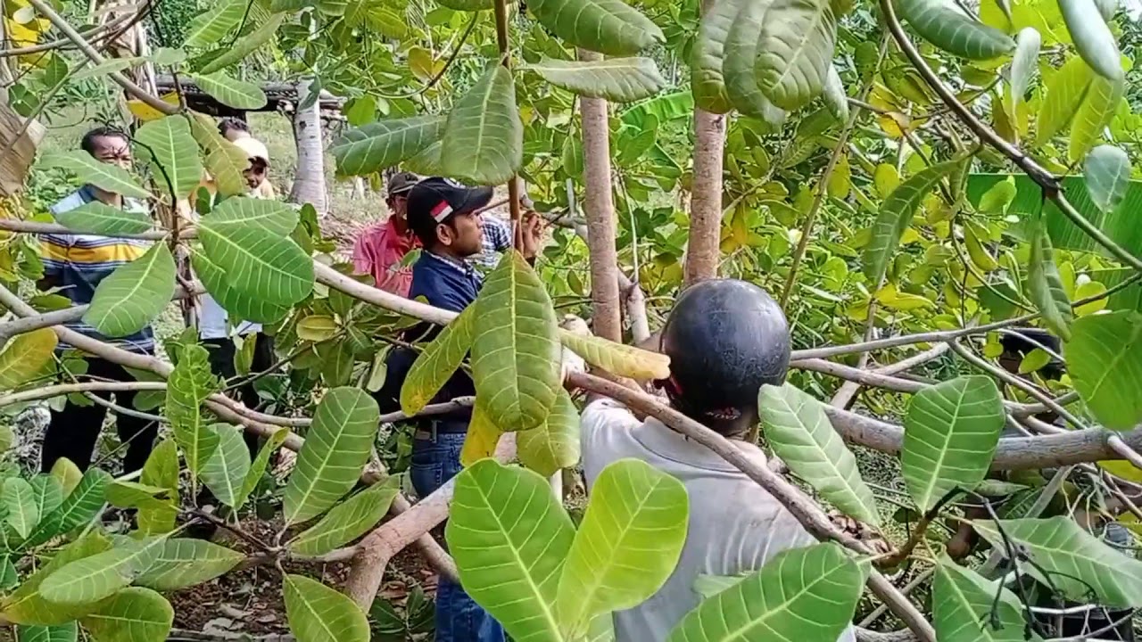 CARA PEMANGKASAN JAMBU METE