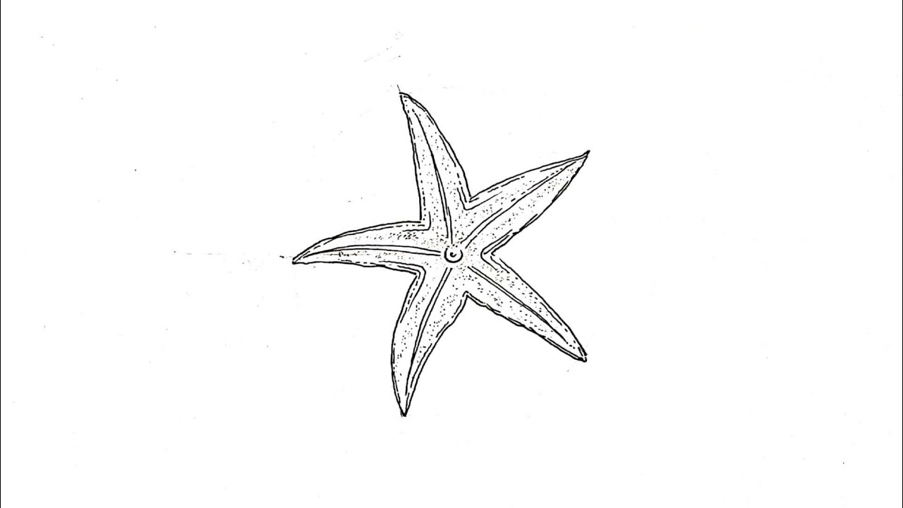 Starfish easy drawing/ Hr Sec Zoology practical drawing