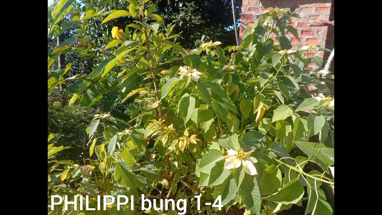 PHILIPPI 1-4