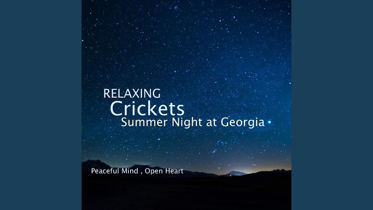 Sounds of Katydids at Night Time