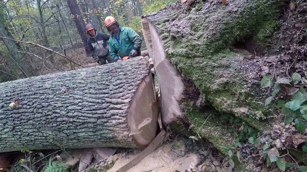 Odcinanie dęba - zakleszczona prowadnica || Okiem ZULa